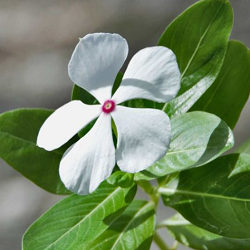 Periwinkle Flower