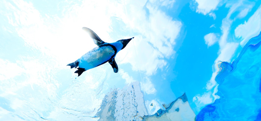 サンシャイン水族館のぺんぎんの展示の写真