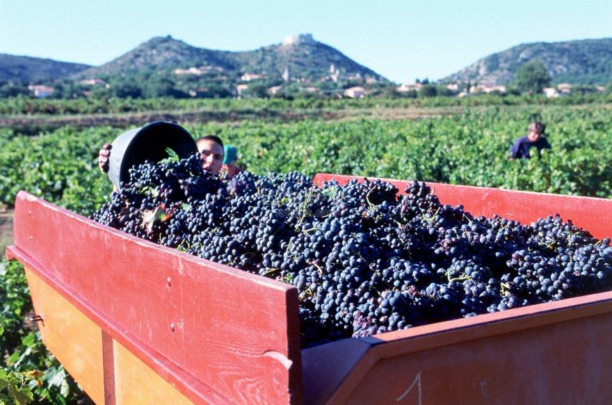 lovepik-vineyard-grape-harvest-picture.jpg