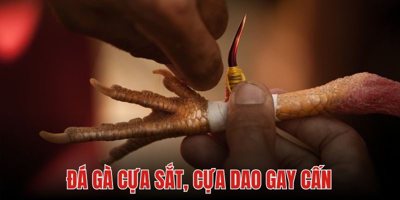 Đá gà cựa sắt cựa dao có tính sát thương cao 