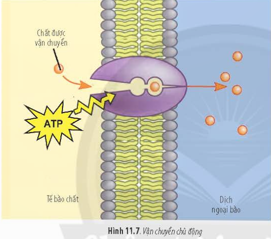 BÀI 11 - VẬN CHUYỂN CÁC CHẤT QUA MÀNG SINH CHẤT