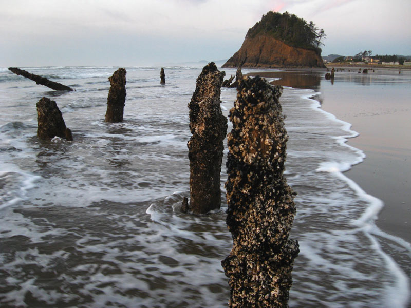 2,000-year-old remnants of an ancient forest in Neskowin in front of proposal rock in Pacific City Oregon