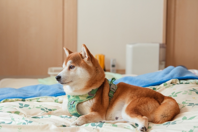 どこかを眺める柴犬