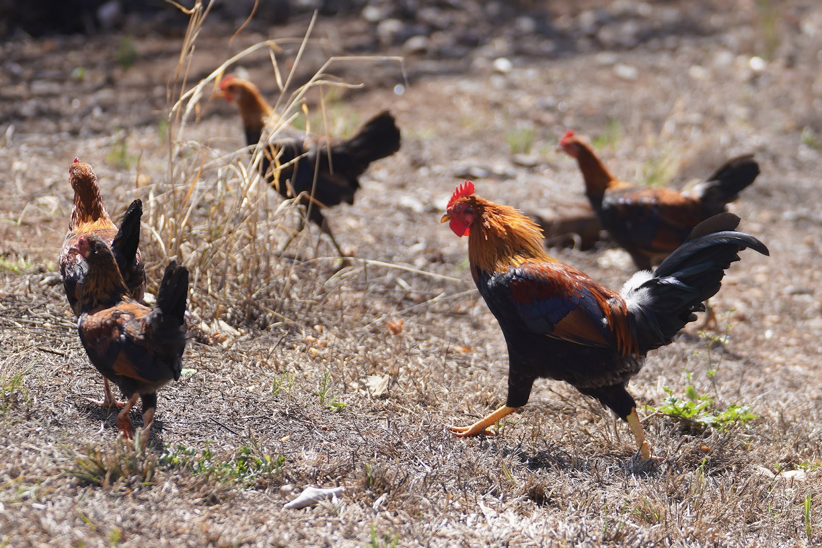 Is It Illegal to Kill Chickens in Hawaii: Legal Insights