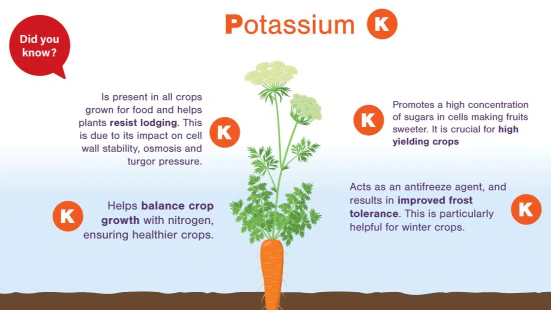 Role of Potassium Fertilizers