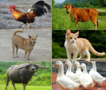 Một số vật nuôi phổ biến.olm