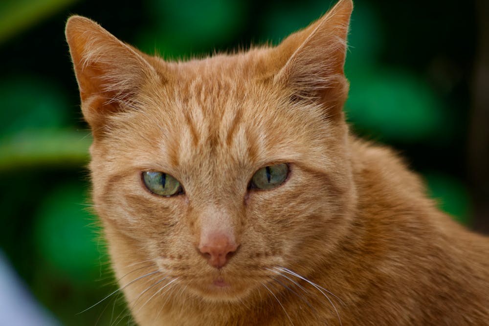 Closeup of a Ginger Cat