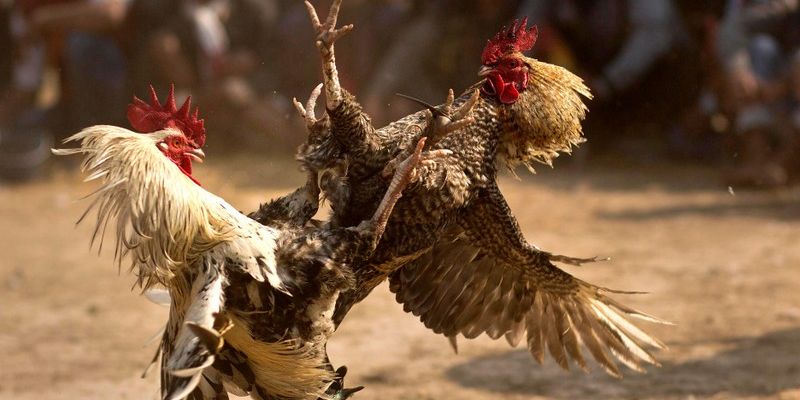 Đá gà 88 không phải sàn cược ăn liều, mà là đấu trường chiến thuật