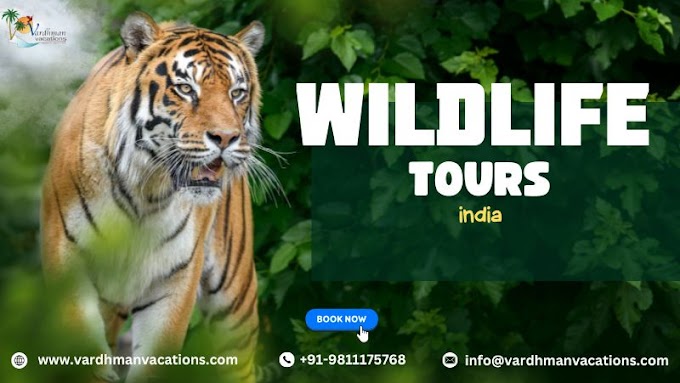 Explore the Untamed Beauty: Wildlife Tours India