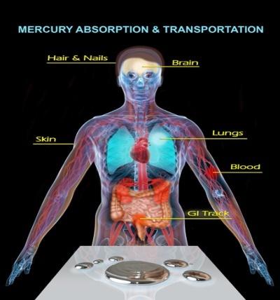 A human body with organs and text

Description automatically generated