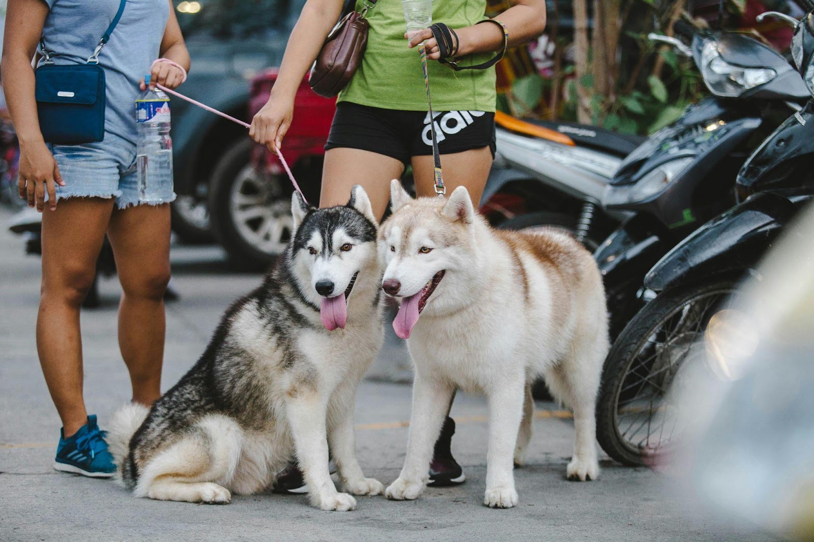 Siberian Huskies