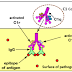 Complement system 2: three Cascade Pathways to Generate C3 Convertase and C5 convertase