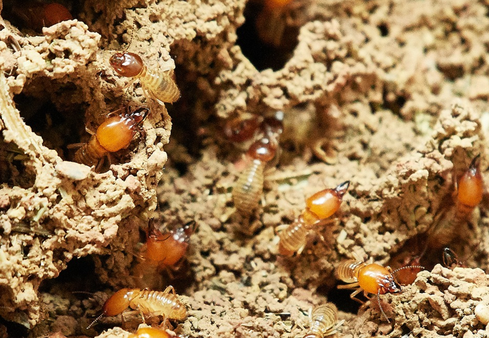 Bed Bugs Control Measures