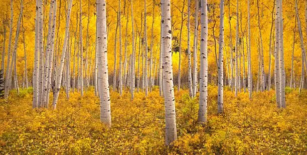 15 Forests Drenched in Autumn Light, autumn forest, seasonal glow, nature, forest, landscape, fall leaves, golden canopy