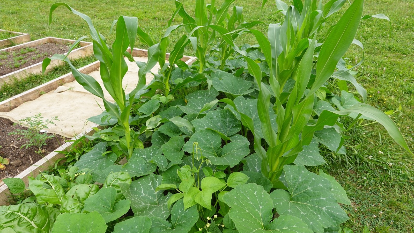 Brassica rapa leafy greens with long narrow leaves in a thick patch growing beside a grassy lawn