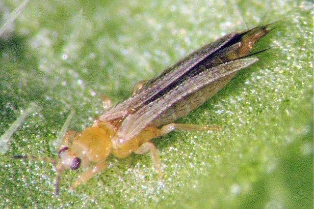 https://ggiskzr.by/images/quarantine-objects-photos/trips-frankliniella-occidentalis(6).jpg