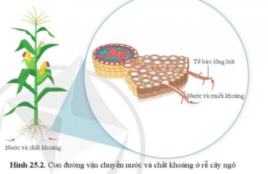 BÀI 25. TRAO ĐỔI NƯỚC VÀ CÁC CHẤT DINH DƯỠNG Ở THỰC VẬT