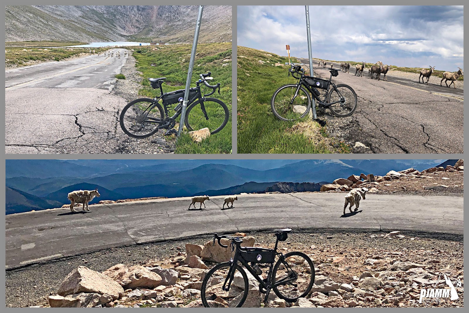 Cycling Mt. Evans, Colorado - photo collage, PJAMM Cycling logo in corner, bike parked in grass along roadside,  heard of mountain goats crossing road next to bike, bike parked along turn in roadway with four bighorn sheep crossing road next to bike