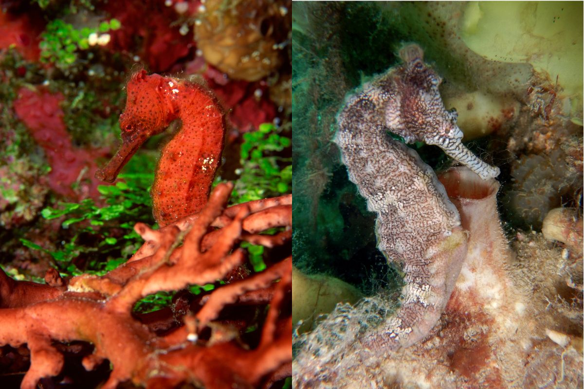 guia caballitos de mar