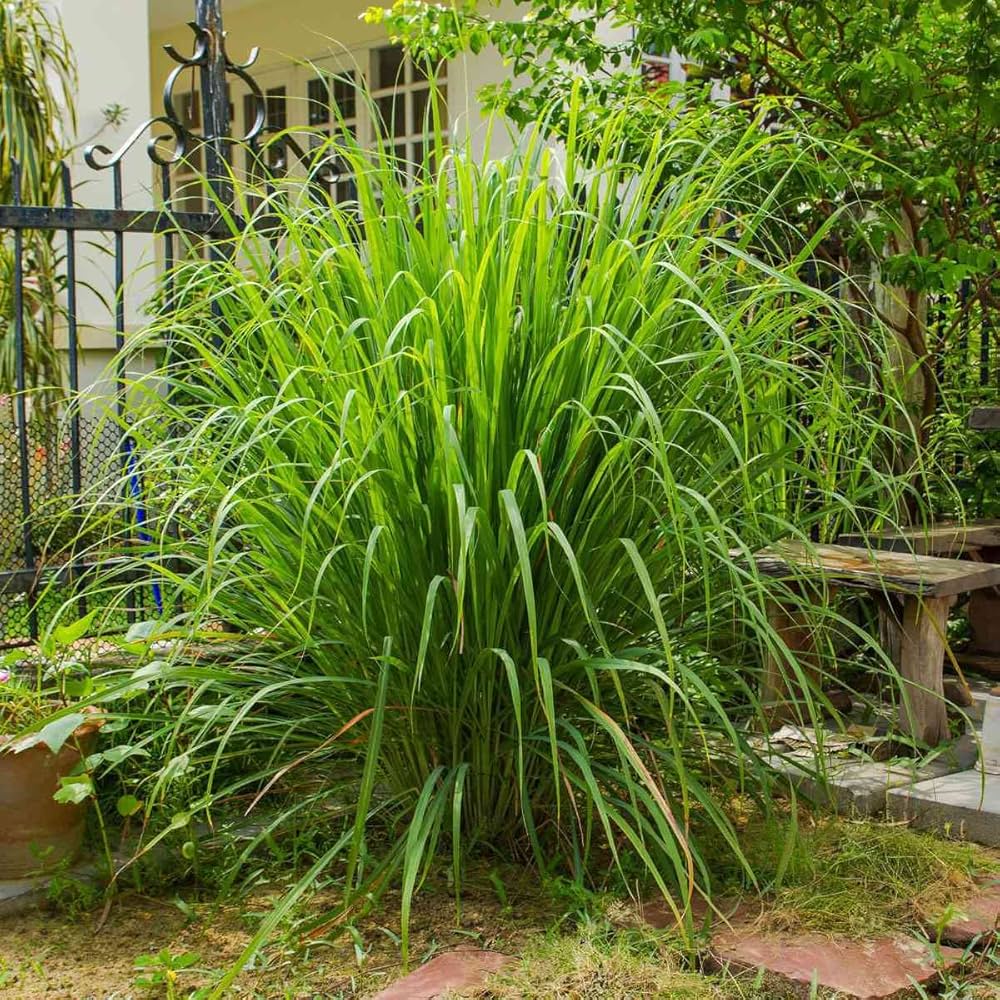 Plants that prevent snake 