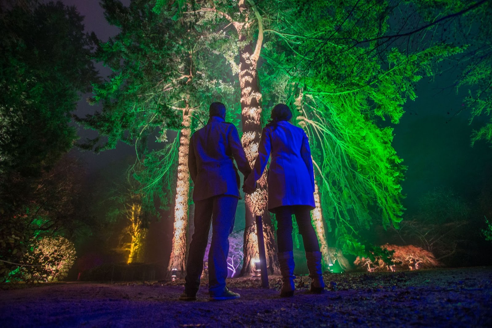 Westonbirt Arboretum Christmas light trail in Gloucestershire, featuring luminous birds, colourful neon trees, and sparkling tunnels of light.