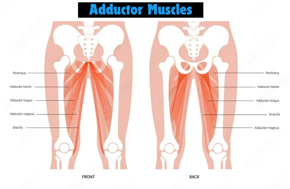 adductors muscles
