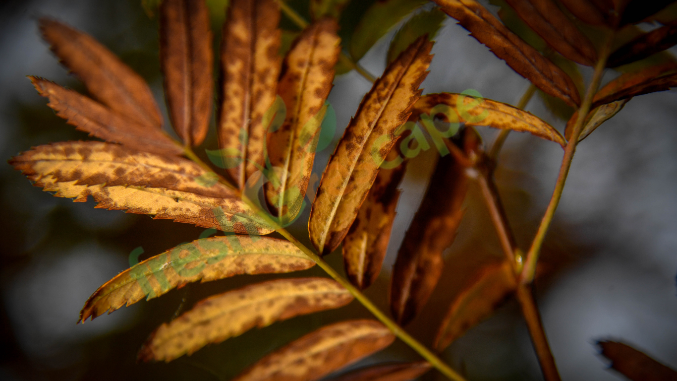 Identifying-Symptoms-of-Underwatering-in-Plants