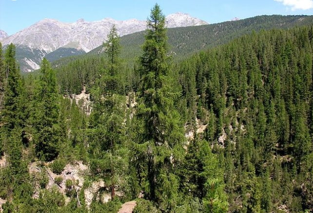 Alta Floresta de Entropia