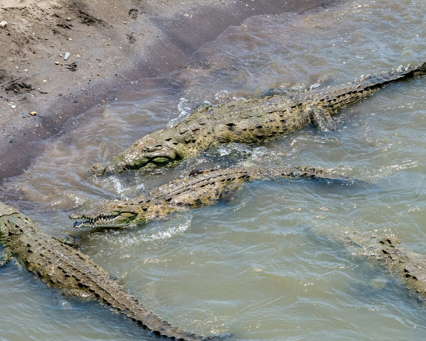 Crocodiles in Tárcoles River