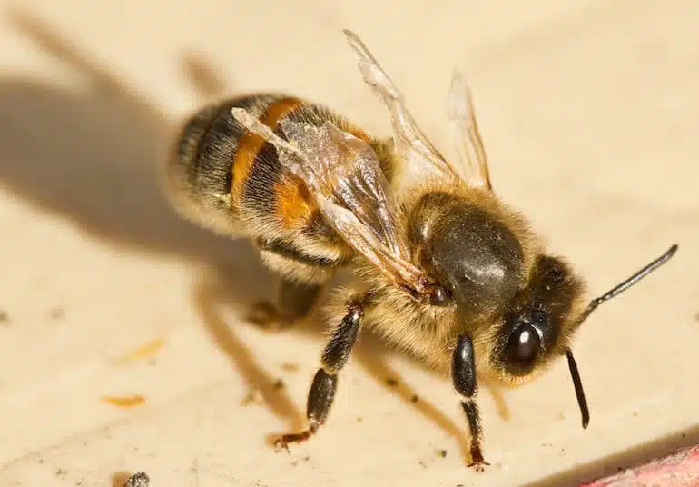 Que doit faire l’apiculteur au printemps ? - APICULTEUR DÉBUTANT