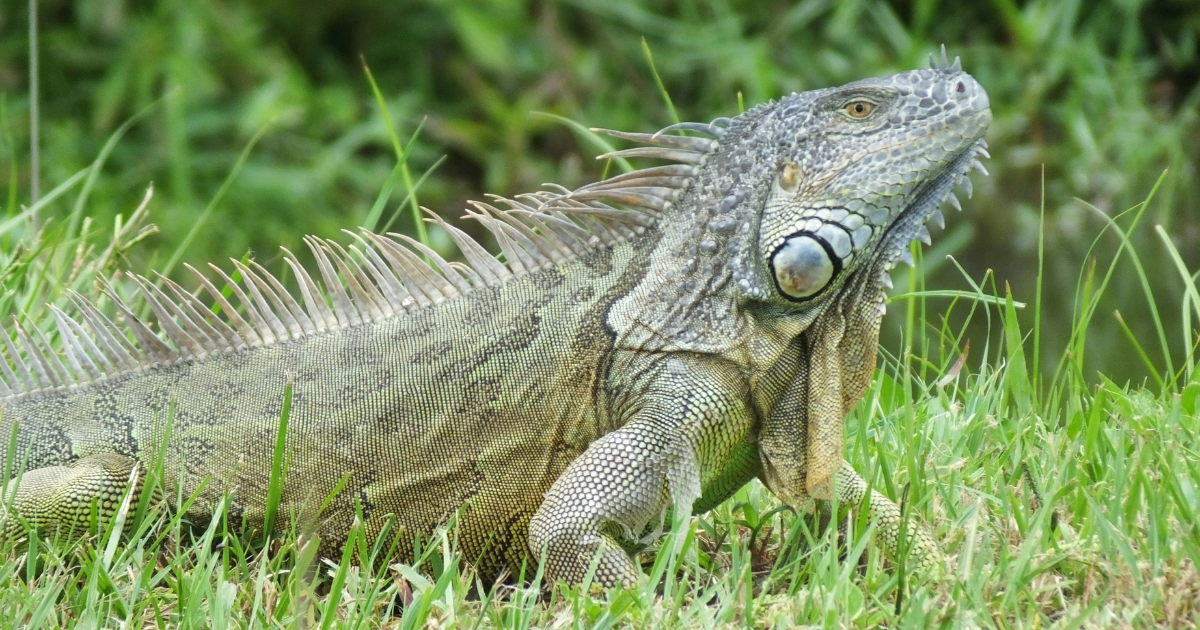 An iguana sitting on a patch of grass.