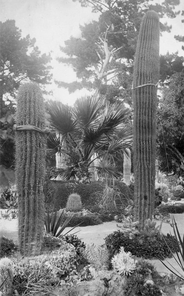 Tall columnar saguaro cactus (Carnegiea gigantea) were a signature of the original Hotel del Monte Arizona Garden in Monterey. Photograph by CWJ Johnson