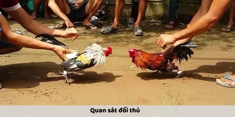 Quan sát đối thủ