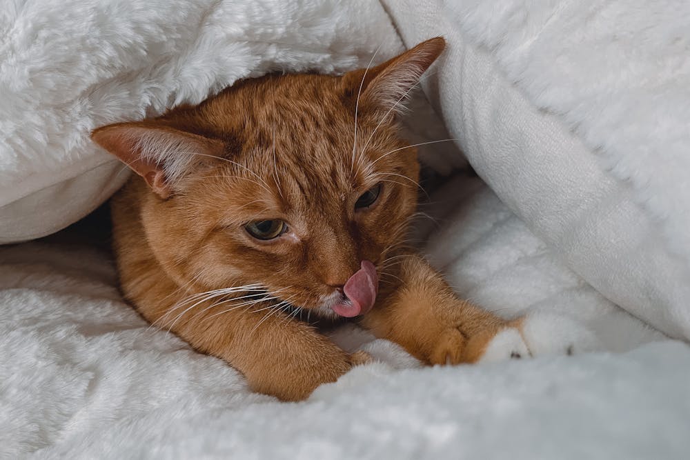 Brown Tabby Cat Lying on White Blanket