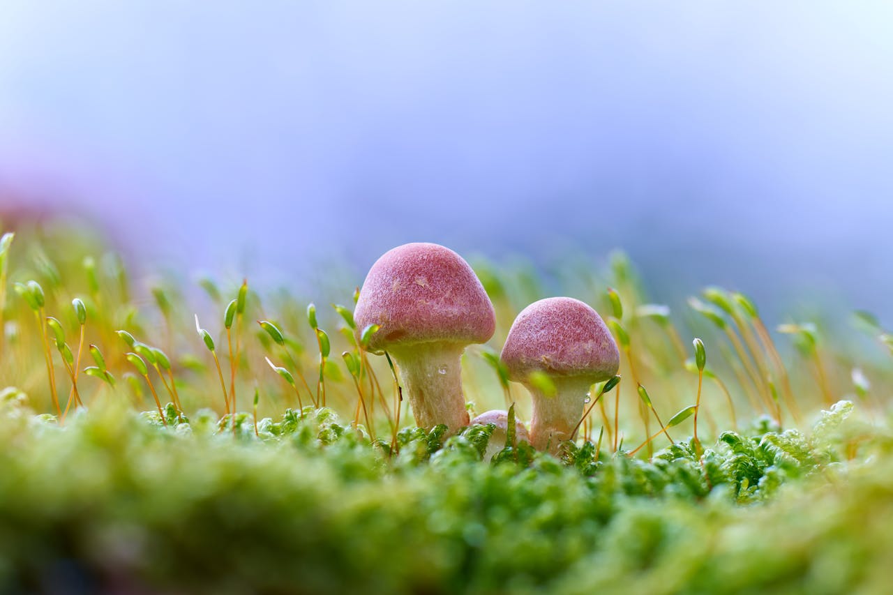 Two small, pink mushrooms with white spots grow in a bed of green moss.