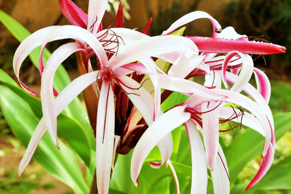 Grand Crinum Lily