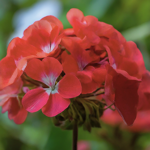 Harvesting Nosegay Flowers