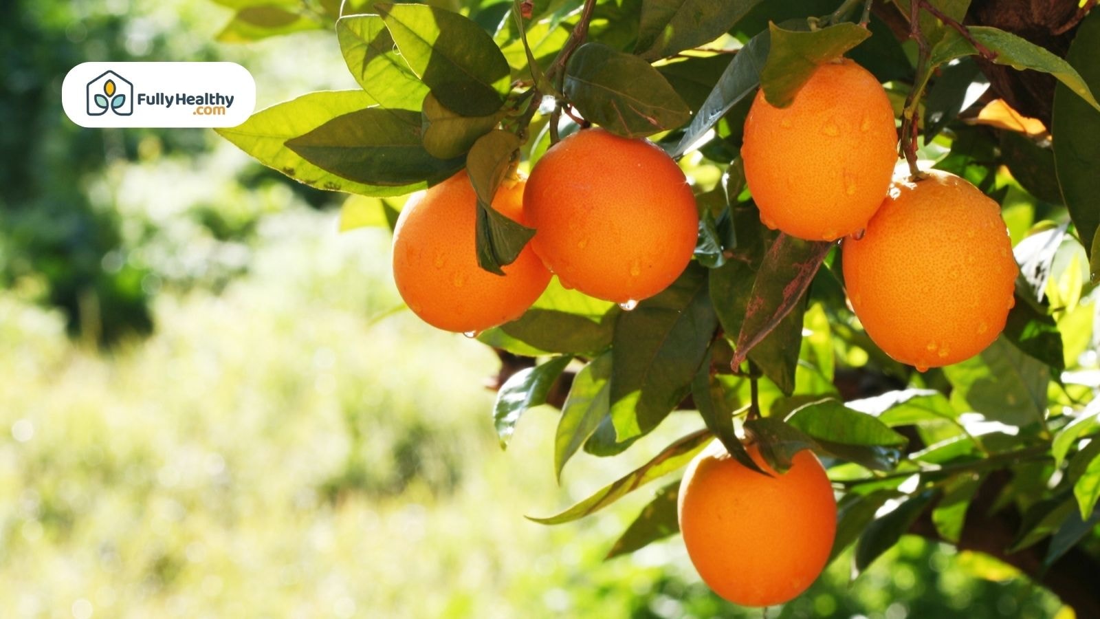 Fresh oranges hanging from a tree branch with morning dew