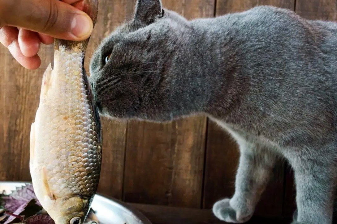 Cat eating fish