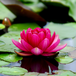 10 flowers name in Kannada