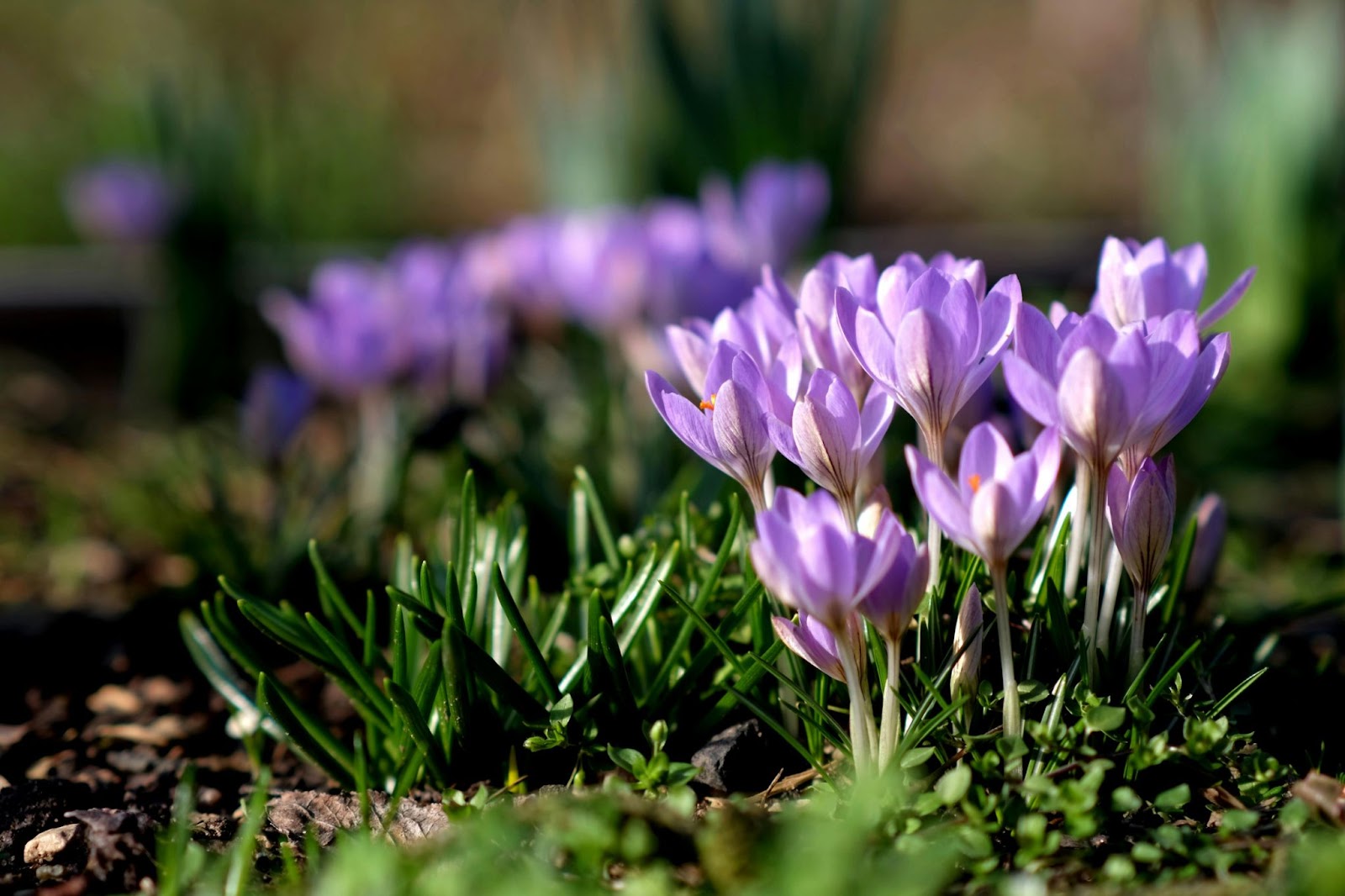 Flowers Blooming