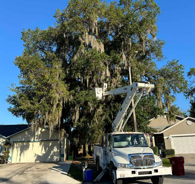 Top 5 Signs Your Tampa Tree Needs Trimming
