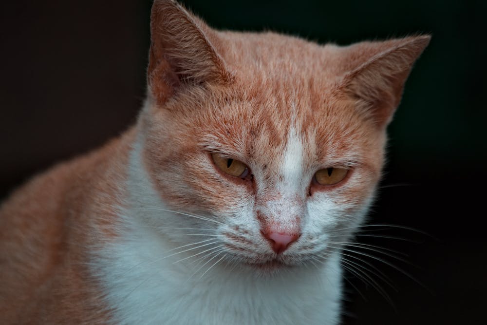 Close-up of a White and Orange Cat