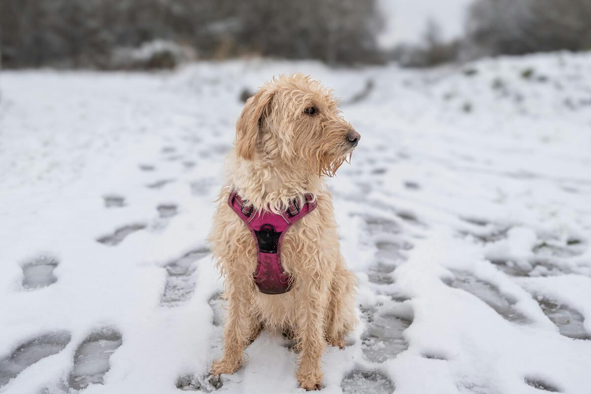 A dog enjoying the snow