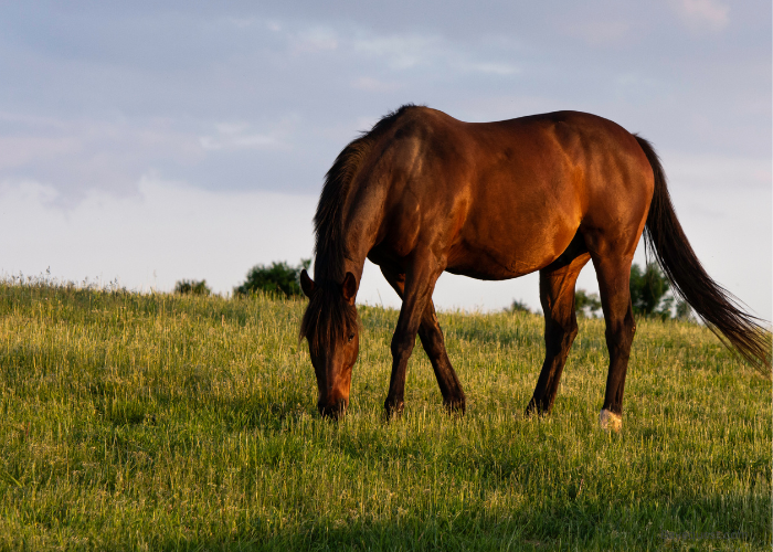 Broodmare