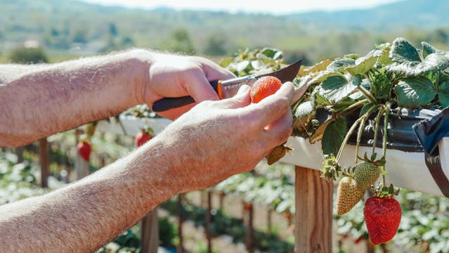 A Persons Hands Getting a Strawberry