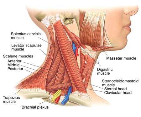 neck muscles labeled