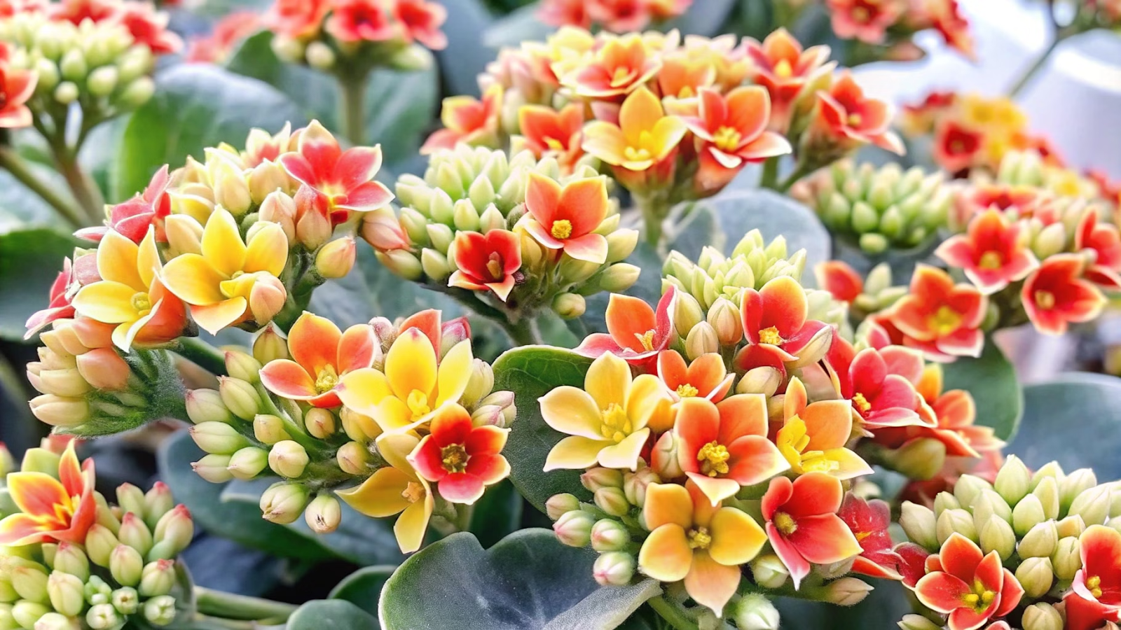 Kalanchoe blossfeldiana