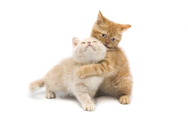 A cat hugging another cat

Description automatically generated