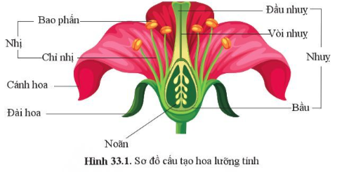 BÀI 33. SINH SẢN HỮU TÍNH Ở ĐỘNG VẬT MỞ ĐẦUCâu hỏi: Quan sát hình 32.1d và 32.3c, nêu sự khác nhau về hình thức sinh sản ở cá và sao biển. Cho biết tên hình thức sinh sản của cáĐáp án chuẩn:Ở cá, các cá thể mới được tạo ra nhờ sự kết hợp giữa con đực và cái qua thụ tinh. Ở sao biển, cá thể mới được tạo ra không có sự kết hợp giữa con đực và con cái. I. KHÁI NIỆM SINH SẢN HỮU TÍNHCâu 1: Lập bảng so sánh sinh sản vô tính và hữu tính theo gợi ý.Đáp án chuẩn:Giống: tạo ra các cá thể mới từ các thể ban đầuKhác:II. SINH SẢN HỮU TÍNH Ở THỰC VẬT CÓ HOACâu 2: Quan sát hình 33.1, mô tả các bộ phận của hoa lưỡng tính.Đáp án chuẩn:Đài hoa, cánh hoa, nhị hoa, nhuỵ hoa, noãn hoaCâu 3: Quan sát hình 33.2, nêu đặc điểm của hoa đơn tính. Phân biệt hoa đơn tính với hoa lưỡng tínhĐáp án chuẩn:Đặc điểm: chỉ chứa duy nhất một cơ quan sinh sản là đực hoặc cái. Phân biệt: + Hoa đơn tính chứa các cơ quan sinh sản đực và cái trong hoa riêng biệt. + Hoa lưỡng tính chứa các cơ quan sinh sản đực và cái trong cùng một bông hoa.Câu hỏi 1: Hãy lấy thêm ví dụ về hoa đơn tính và hoa lưỡng tính.Đáp án chuẩn:Hoa đơn tính: hoa bưởi, hoa cam, hoa lúa, hoa chuối,…Hoa lưỡng tính: hoa mướp, hoa bí, hoa ngô, hoa su su,…Vận dụng 1Câu hỏi: Quan sát 3-5 bông hoa của các loài cây khác nhau, xác định các bộ phận cấu tạo của hoa. Lập bảng về các đặc điểm mỗi bộ phận theo gợi ý trong bảng 33.2.Đáp án chuẩn:Tên loài hoaMàu sắc hoaSố cánh hoaSố nhị hoaNhụy hoa (có/không)Hoa đơn tính/lưỡng tínhHoa bưởiTrắng525,8 ± 1,15 nhị/hoaKhôngĐơn tínhHoa hồngĐỏ35Nhiều nhịCóLưỡng tínhHoa senHồng8Nhiều nhịCóLưỡng tínhCâu 4: Quan sát hình 33.3, nêu sự khác nhau giữa tự thụ phấn và thụ phấn chéo.Đáp án chuẩn:Tự thụ phấn là quá trình giao phối xảy ra ở giữa hai bông hoa của cùng một cây. Thụ phấn chéo là quá trình lai xa giữa hai loài thực vật cùng loài và các loài hoa khác nhau. Câu 5: Lấy ví dụ về hoa thụ phấn nhờ gió, nhờ sâu bọ, nhờ con người.Đáp án chuẩn:Hoa thụ phấn nhờ gió: ngô, hoa bồ công anh, lúa.Hoa thụ phấn nhờ sâu bọ: hoa cam, bưởi.Hoa thụ phấn nhờ con người: hoa bí, bầu, mướp.Câu hỏi 2: Giải thích vì sao phải bảo vệ một số loài côn trùng thụ phấn cho câyĐáp án chuẩn:Vì có những loài thực vật không thể tự thụ phấn được mà cần nhờ đến các loài côn trùng.Vận dụng 2Câu hỏi: Vì sao ở các vườn trồng cây như nhân, vải, xoài người ta thường kết hợp nuôi ong? Đáp án chuẩn:Vì ong giúp thụ phấn cho cây, giúp tăng số lượng hoa được thụ phấn; còn có thể lấy mật.Câu 6: Quan sát hình 33.4 trình bày sự hình thành quả cà chuaĐáp án chuẩn:Sau khi được thụ tinh noãn phát triển thành hạt và bầu nhuỵ phát triển thành quả chứa hạt. Hạt chứa phôi phát triển thành cơ thể mới.Câu hỏi 3: Trình bày quá trình thụ phấn, thụ tinh và sự hình thành hạt, quả.Đáp án chuẩn:- Thụ phấn: là quá trình hạt phấn được chuyển từ nhị đến đầu nhụy. - Thụ tinh: là quá trình kết hợp giữa giao tử đực và giao tử cái tạo hợp tử.- Sự hình thành hạt, quả: noãn phát triển thành hạt và bầu nhụy phát triển thành quả chứa hạt.Vận dụng 3Câu 1: Nêu vai trò của quả và hạt đối với thực vật, động vật và con ngườiĐáp án chuẩn:Bảo vệ hạt, hấp dẫn động vật ăn quả giúp cho sự phát tán nòi giống, nguồn cung cấp chất dinh dưỡng quan trọng cho con người.Tìm hiểu thêm: Tìm hiểu cơ chế lớn lên của quả.Đáp án chuẩn:Sau khi thụ tinh xong thì phôi phát triển thành hạt và bầu lớn lên thành quả. III. SINH SẢN HỮU TÍNH Ở ĐỘNG VẬTCâu 7: Mô tả khái quát quá trình sinh sản hữu tính ở động vật. Lấy ví dụ ở động vật đẻ con và động vật đẻ trứngĐáp án chuẩn:- Sinh sản hữu tính: Hình thành tinh trùng và hình thành trứng → thụ tinh → hợp tử → phôi → cơ thể mới.- Ví dụ:+ Động vật đẻ con: Chó đực và cái giao phối + Động vật đẻ trứng: Gà trống và gà mái giao phối Câu hỏi 4: Lấy ví dụ động vật đẻ trứng, động vật đẻ con và cho biết các giai đoạn của quá trình sinh sản ở động vật đó.Đáp án chuẩn:- Động vật đẻ trứng: gà, vịt,… → Các giai đoạn: Con đực và con cái giao phối → hợp tử nằm trong trứng đã được thụ tinh → đẻ ra ngoài, ấp đủ nhiệt độ → phôi → cơ thể mới → phá vỡ vỏ trứng chui ra.- Động vật đẻ con: lợn, chó,… → Các giai đoạn: Con đực và cái giao phối → hợp tử → phôi → cơ thể mới → con non sẽ được đẻ ra ngoài.Câu 8: Quan sát hình 33.5, nêu các giai đoạn của quá trình sinh sản ở người.Đáp án chuẩn:Tinh trùng ở giới nam kết hợp với trứng ở giới nữ được thụ tinh thành hợp tử → phôi thai → em bé hoàn thiện và được sinh ra.Luyện tập: Cho các từ, cụm từ: trứng, gà con, ấp trứng, thụ tinh, tinh trùng, hợp tử. Sử dụng các từ đã cho để hoàn thành sơ đồ các giai đoạn sinh sản ở gà.Đáp án chuẩn:(1) trứng(2) thụ tinh(3) hợp tử(4) ấp trứng(5) gà con(6) tinh trùngVận dụng 4Câu hỏi: Nêu ưu điểm của việc mang thai và sinh con ở động vật có vú so với đẻ trứng ở các loài động vật khác.Đáp án chuẩn:Giúp phôi được nuôi dưỡng và bảo vệ tốt, chất dinh dưỡng từ cơ thể mẹ được vận chuyển qua nhau thai để nuôi dưỡng bào thai.Câu 9: Nêu một số ứng dụng sinh sản hữu tính trong thưc tiễn và cho ví dụ minh hoạĐáp án chuẩn:Lai tạo và chọn lọc những giống lúa, ngô cho năng suất cao, bò cho sữa với chất lượng tốt, lợn cho tỉ lệ nạc cao.Vận dụng 5